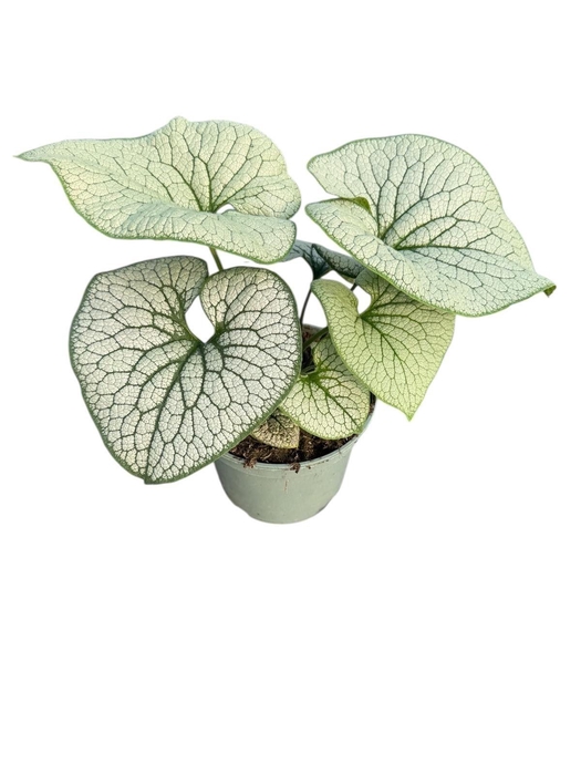 Brunnera
