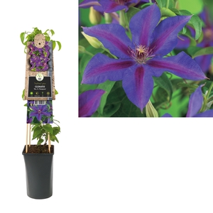 Clematis 'Mrs. N. Thompson' +3.0 label