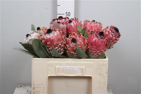 <h4>Protea Barbigera</h4>