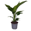 Strelitzia nicolai
