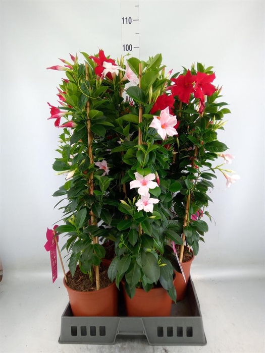 <h4>Mandevilla   ...</h4>