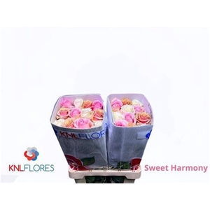 R Gr Sweet Harmony Ec
