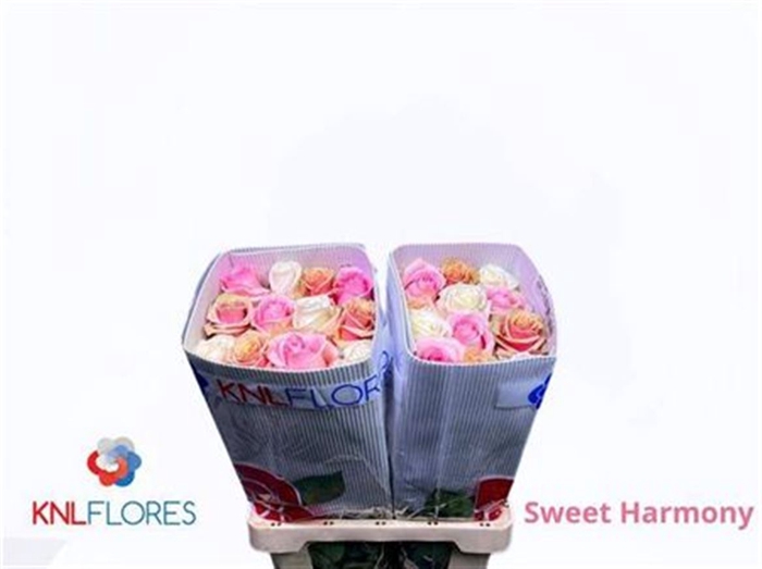 <h4>R Gr Sweet Harmony Ec</h4>