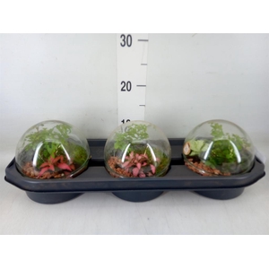 Arr.   Kamerplant Groen H%