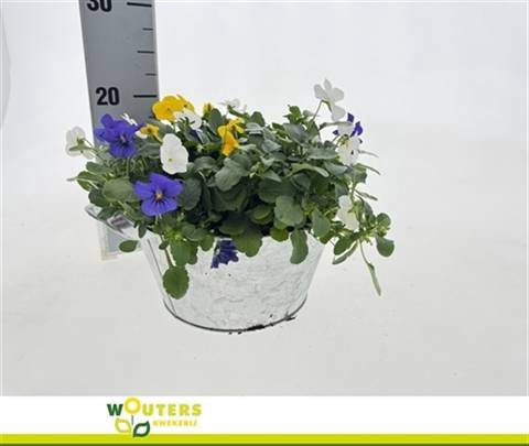 <h4>VIO CO END GEM</h4>