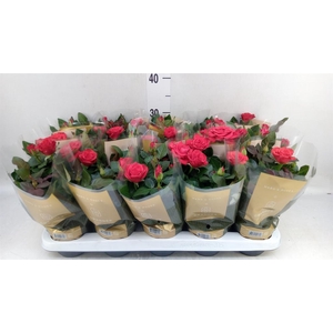 Rosa  'Red Mercedes Kordana'