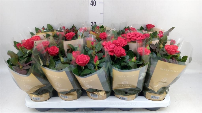 Rosa  'Red Mercedes Kordana'