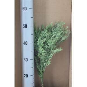 Japan Deco Tea Tree Melaleuca Powder Green 40 Gr