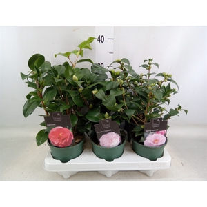 Camellia japonica