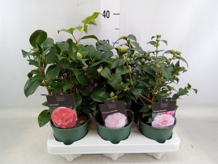 <h4>Camellia japonica</h4>