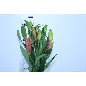 LIRIO LA POKERFACE 090 CM HT 2/3 FLS VERMELHO