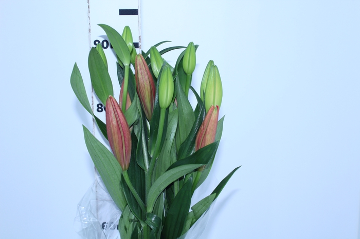 LIRIO LA POKERFACE 090 CM HT 2/3 FLS VERMELHO