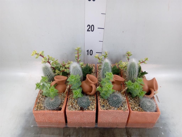 <h4>Arr.  Cactus L%</h4>