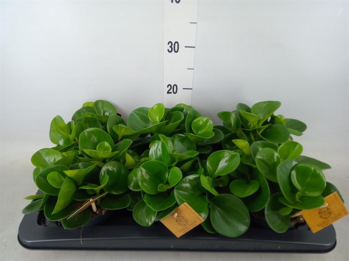 <h4>Peperomia obt. 'Green Gold'</h4>