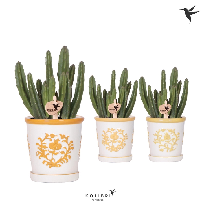 <h4>Kolibri Greens Stapelia Leendertziae in Malaga pot yellow mix</h4>