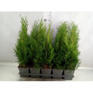 Thuja occid. 'Smaragd'