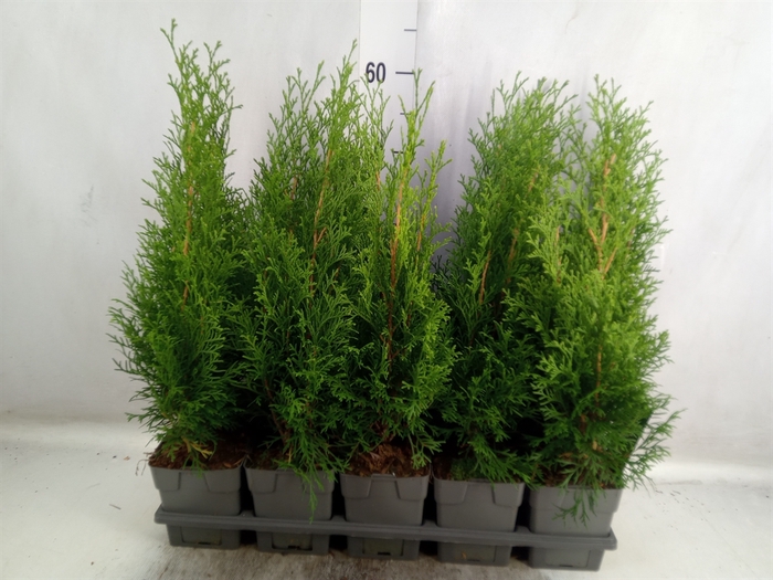 <h4>Thuja occid. 'Smaragd'</h4>