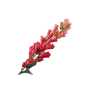 Digitalis Pink