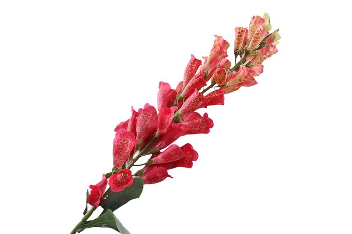 <h4>Digitalis Pink</h4>