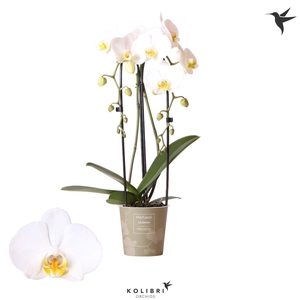 Phalaenopsis Natural Charm Niagara fall white 2 spike