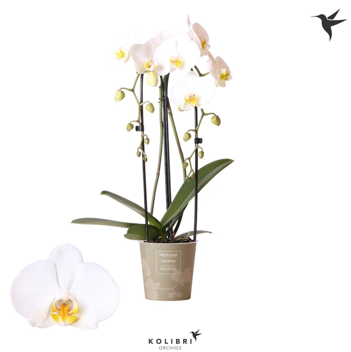 <h4>Phalaenopsis Natural Charm Niagara fall white 2 spike</h4>