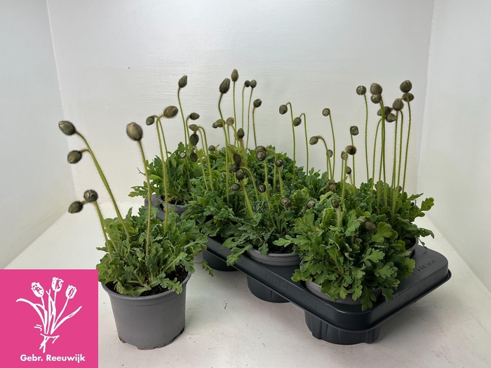 <h4>PAPA NUDICAULE</h4>