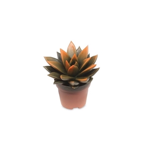 Echeveria bicoloured black/orange