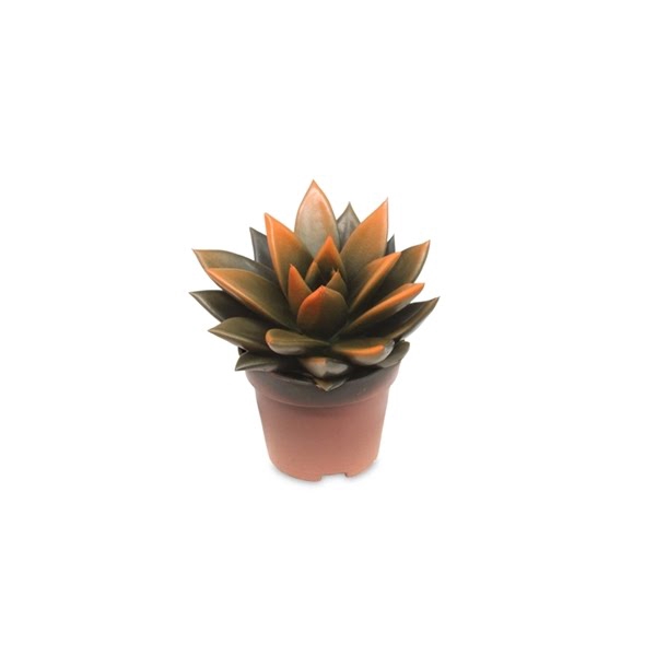 <h4>Echeveria bicoloured black/orange</h4>