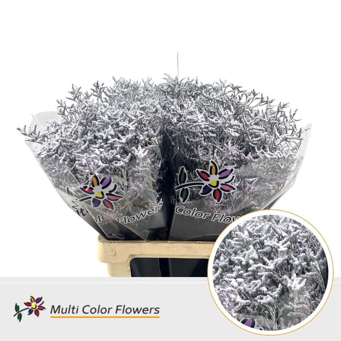 <h4>Limonium Naturel + Snow</h4>