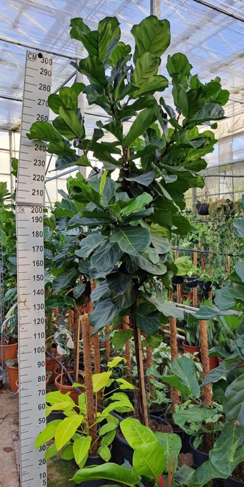 <h4>Ficus lyrata</h4>