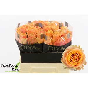 Rosa large carpe diem