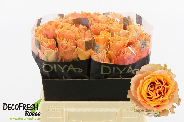 <h4>Rosa large carpe diem</h4>
