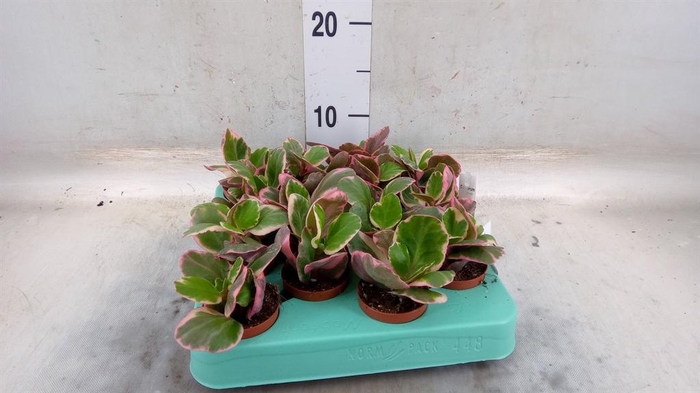 <h4>Kalanchoe NF   ...</h4>