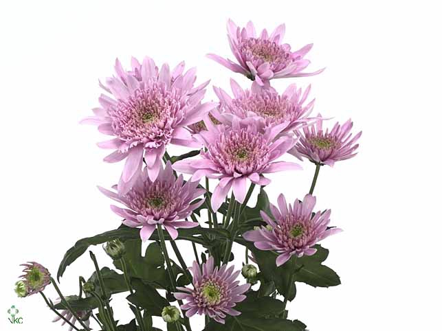 MATTH IRON CHERRY BL