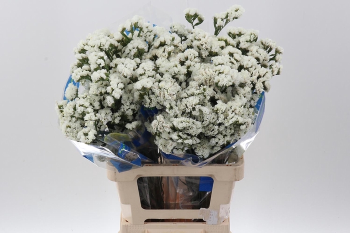 <h4>Lim S Crystal White</h4>