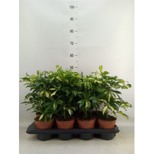 Schefflera arbor. 'Gerda'