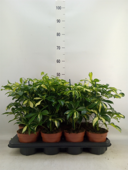 <h4>Schefflera arbor. 'Gerda'</h4>
