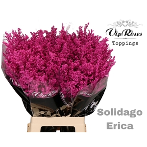 Solidago Erica