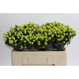 Hypericum Smiley Romance