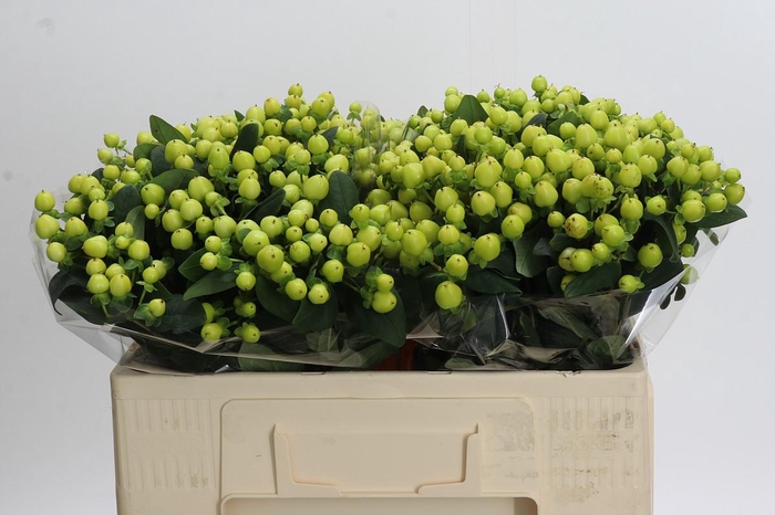 <h4>Hypericum Smiley Romance</h4>