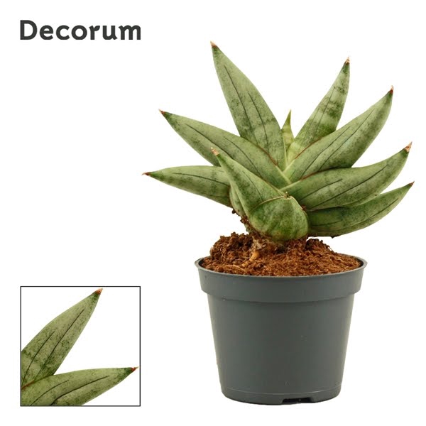 <h4>Sansevieria Artistic fan 6 cm (Decorum)</h4>