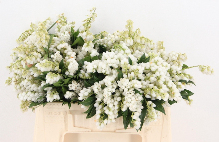 <h4>PIER JA CUPIDO PB</h4>