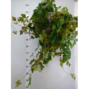 Cissus rhombifolia 'Ellen Danica'