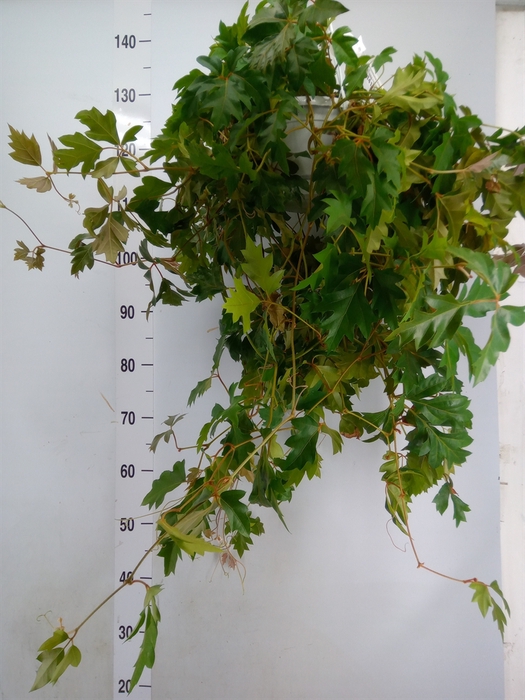 <h4>Cissus rhombifolia 'Ellen Danica'</h4>