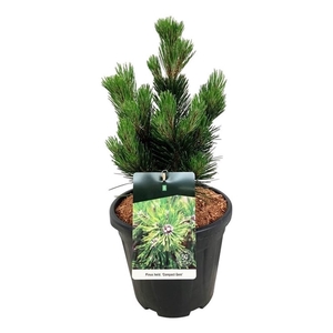 Pinus held. 'Compact Gem'