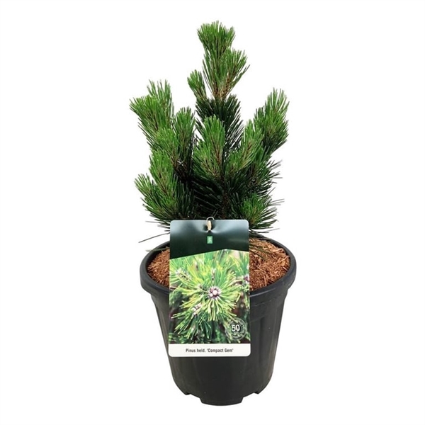 <h4>Pinus held. 'Compact Gem'</h4>