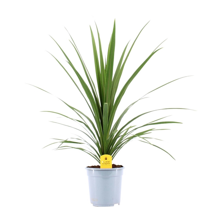 Cordyline Peko