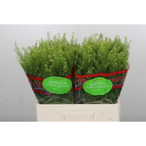 Lepidium Green Dragon