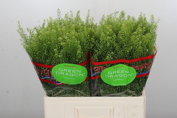 <h4>Lepidium Green Dragon</h4>
