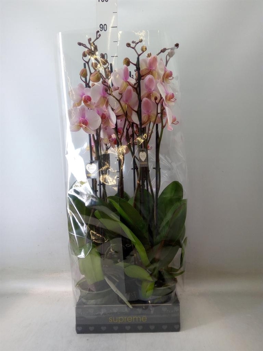 <h4>Phalaenopsis  'Anthura Madrid'</h4>
